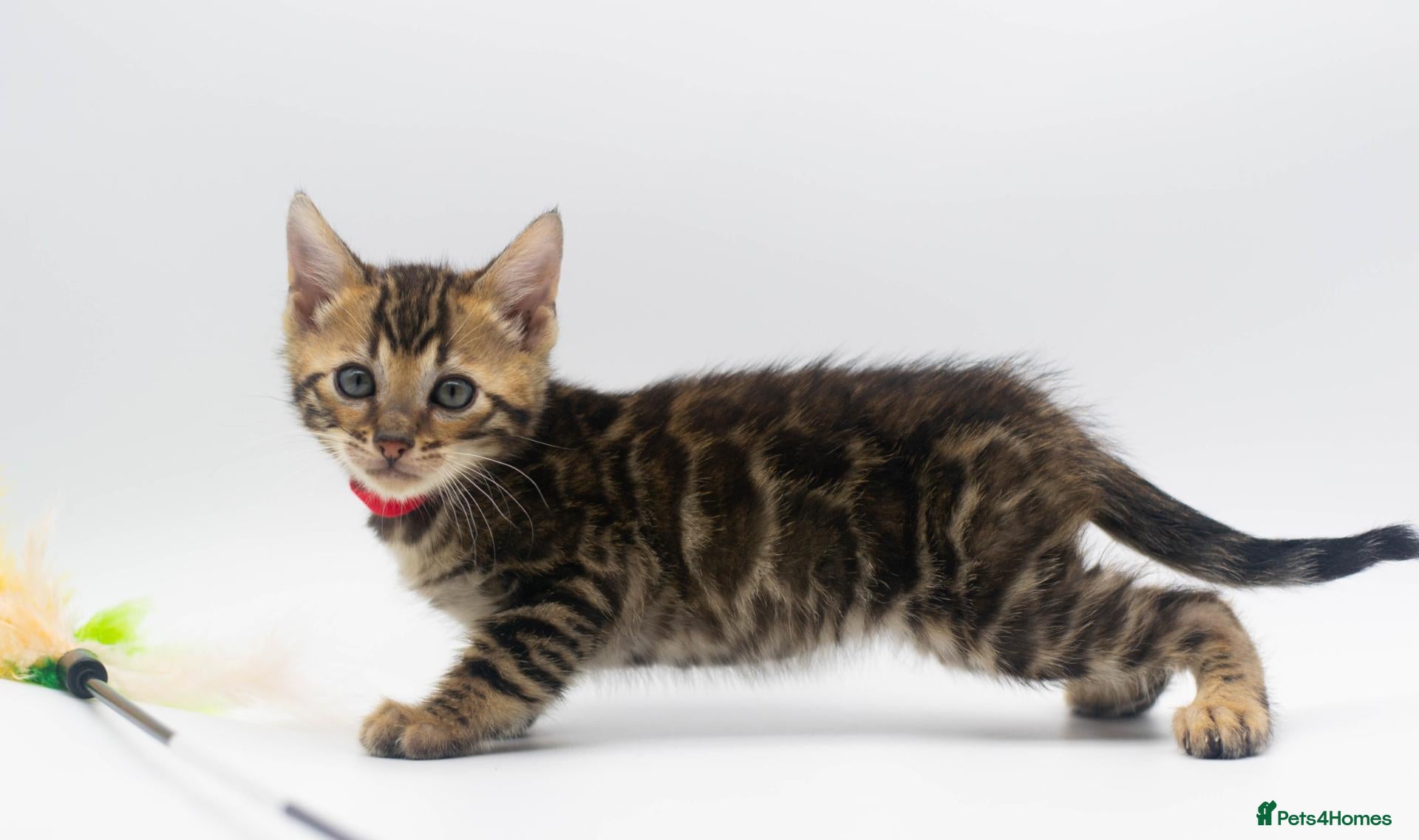 Bengal cats for sale: Beautiful Brown Bengal Boys - TICA Registered - Advert 8