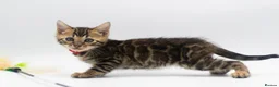 Bengal cats for sale: Beautiful Brown Bengal Boys - TICA Registered - Advert 1