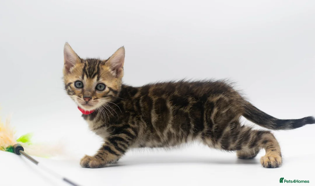 Bengal cats for sale: Beautiful Brown Bengal Boys - TICA Registered - Advert 1