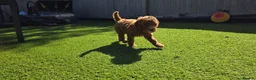 Cavapoo dogs for sale:  🩵Red cavapoos, ready to leave🩵 - Advert 22