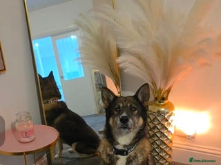 Akita dogs REHOMING - Akita in need of forever home - Advert 12