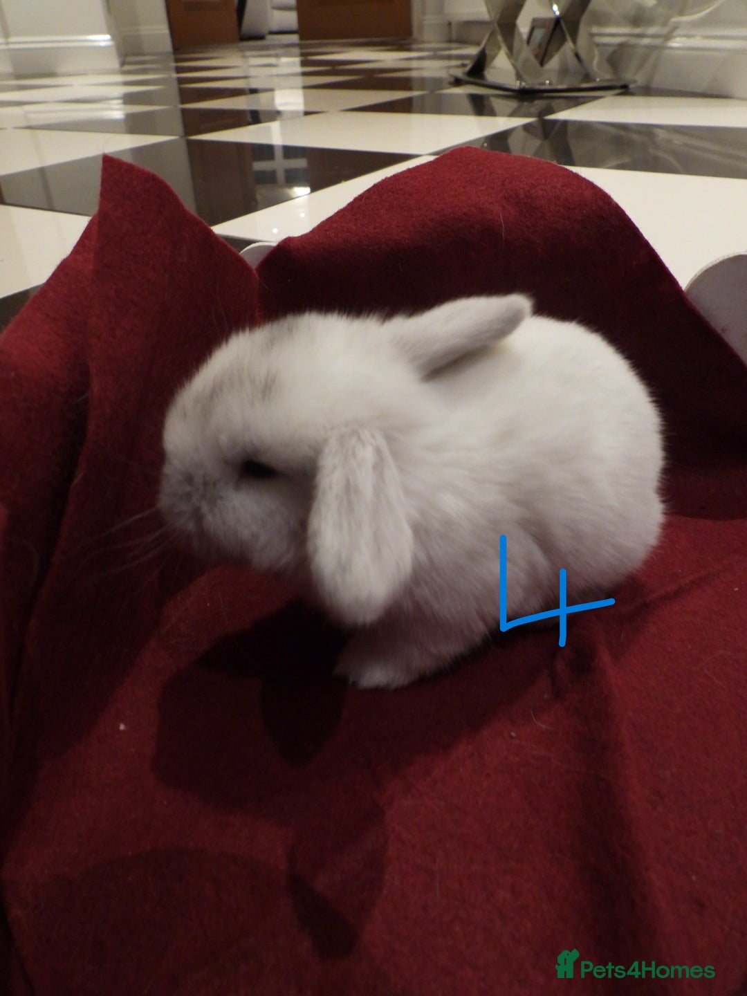 Mini Lop rabbits for sale: Adorable Purebred Mini Lop Babies - Image 18