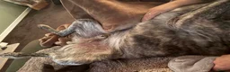 Mixed Breed dogs for sale: Lovely sweet Sam for adoption in Worthing - Advert 9