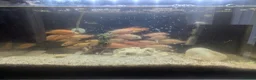 Cichlids fish for sale: African Cichlids Young for sale  in Liverpool - Advert 8