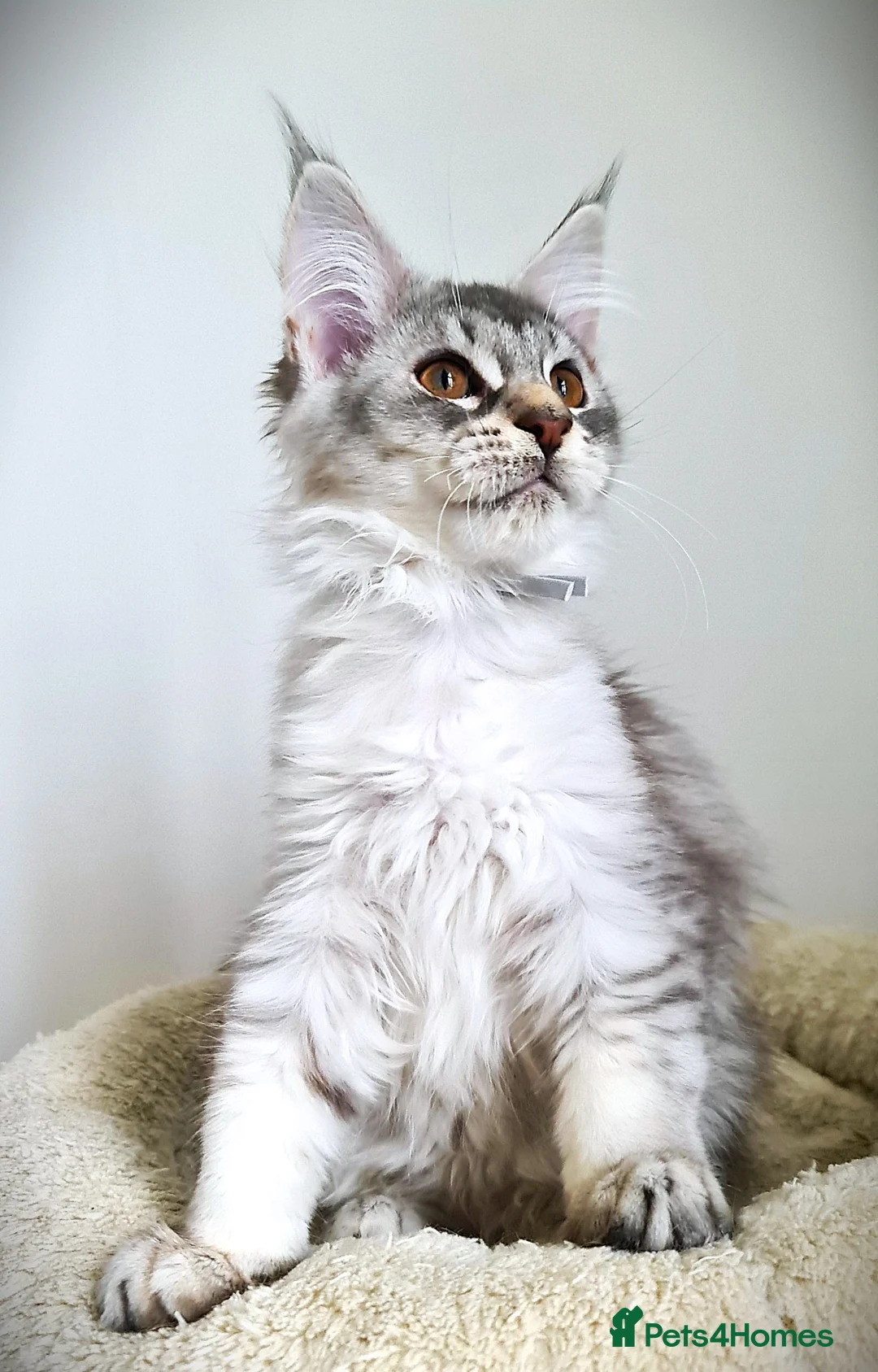 Maine Coon cats for sale: STUNNING 4️⃣ PEDIGREE MAINE COON KITTENS READY ❗❗❗ - Advert 30