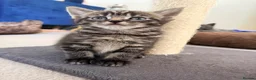 Mixed Breed cats for sale: Gorgeous mix  - Advert 6