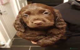 Sprocker dogs for sale: Stunning Sprocker Spaniel puppies  - Image 6