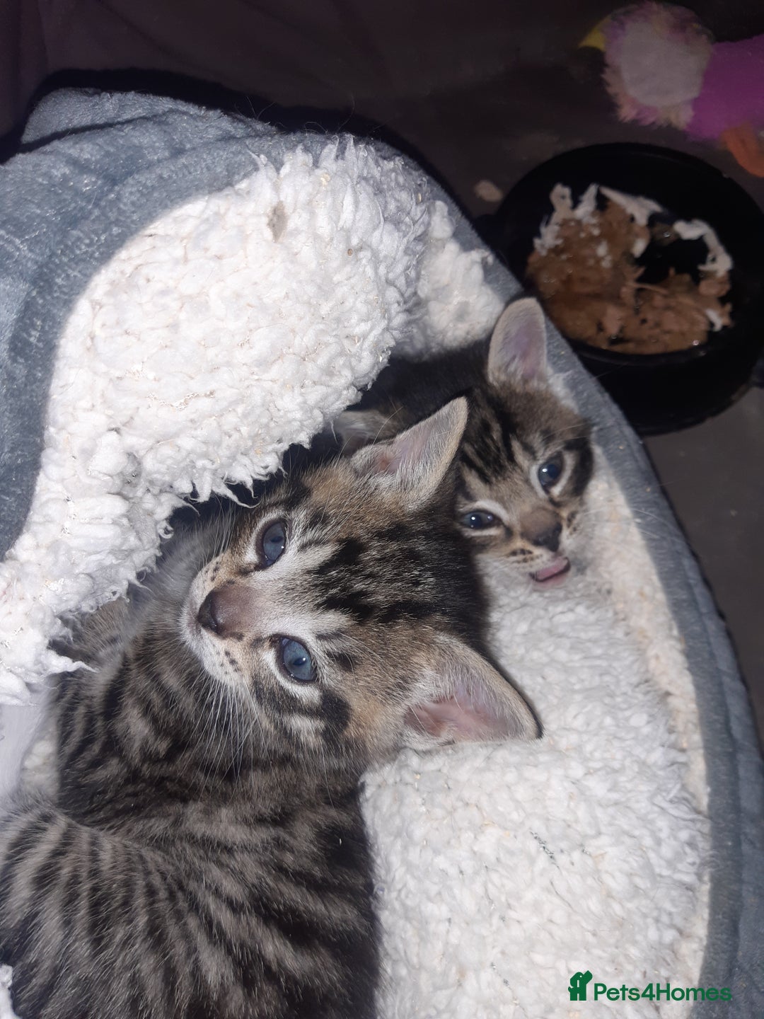 Mixed Breed cats for adoption: Two lovely rescue kittens for adoption - Advert 4