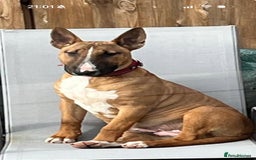 Bull Terrier dogs for sale: Outstanding bull terriers due with amazing lines  - Image 2