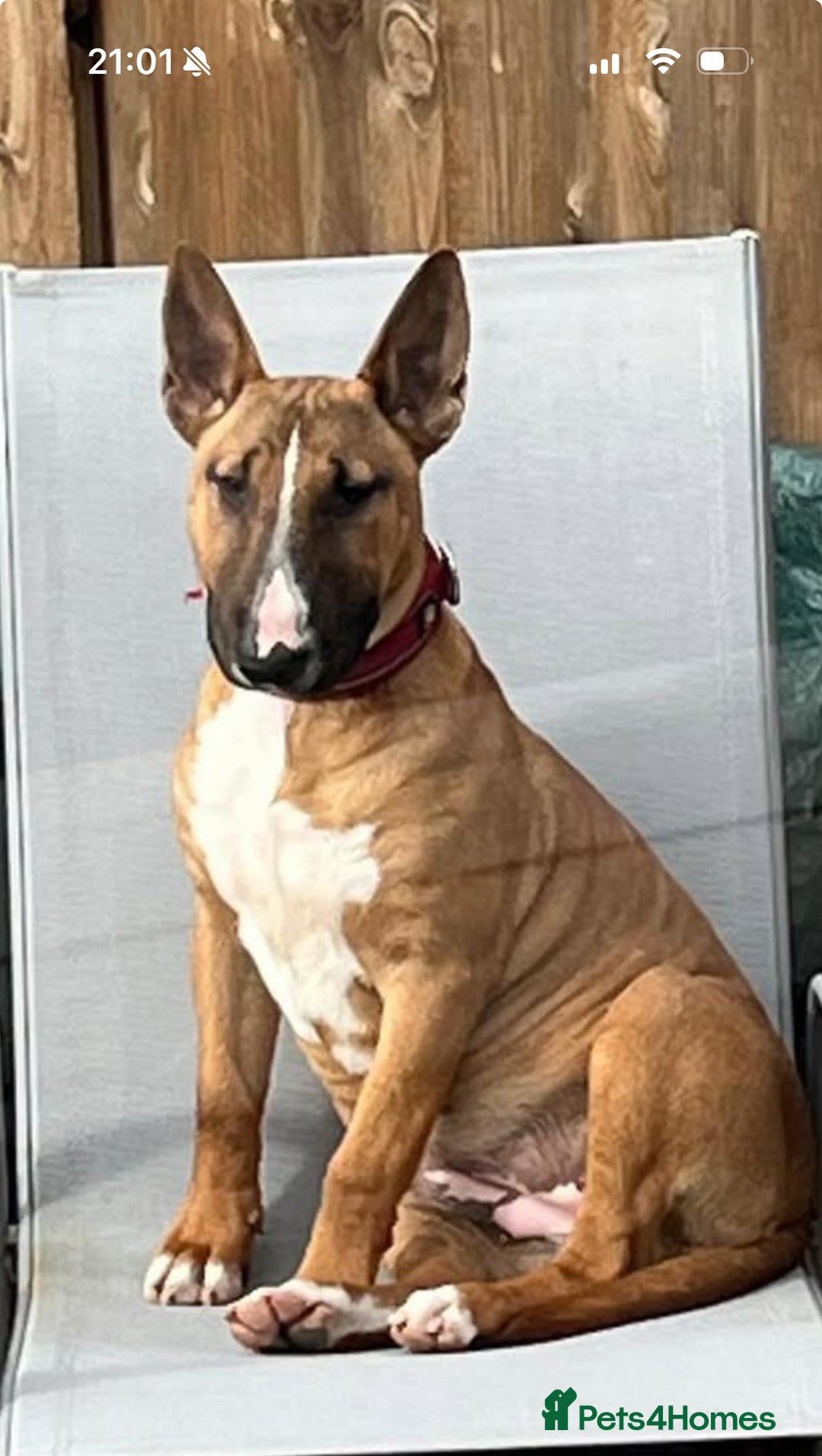 Bull Terrier dogs for sale: Outstanding bull terriers due with amazing lines  - Image 2