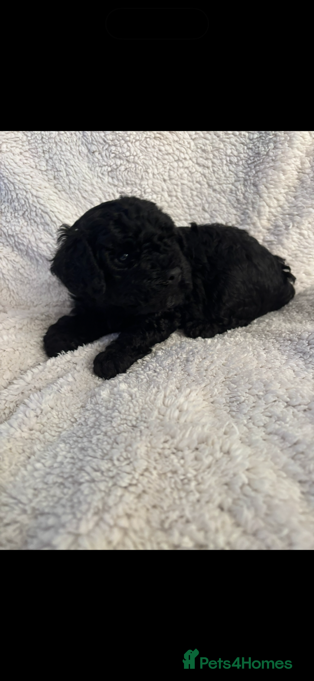 Cavapoo dogs for sale: Cavapoo Puppies for Sale - Advert 6