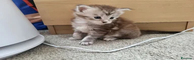 Maine Coon 3