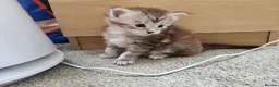 Maine Coon cats for sale: 3 MaineCoon Kittens 😸  - Advert 5