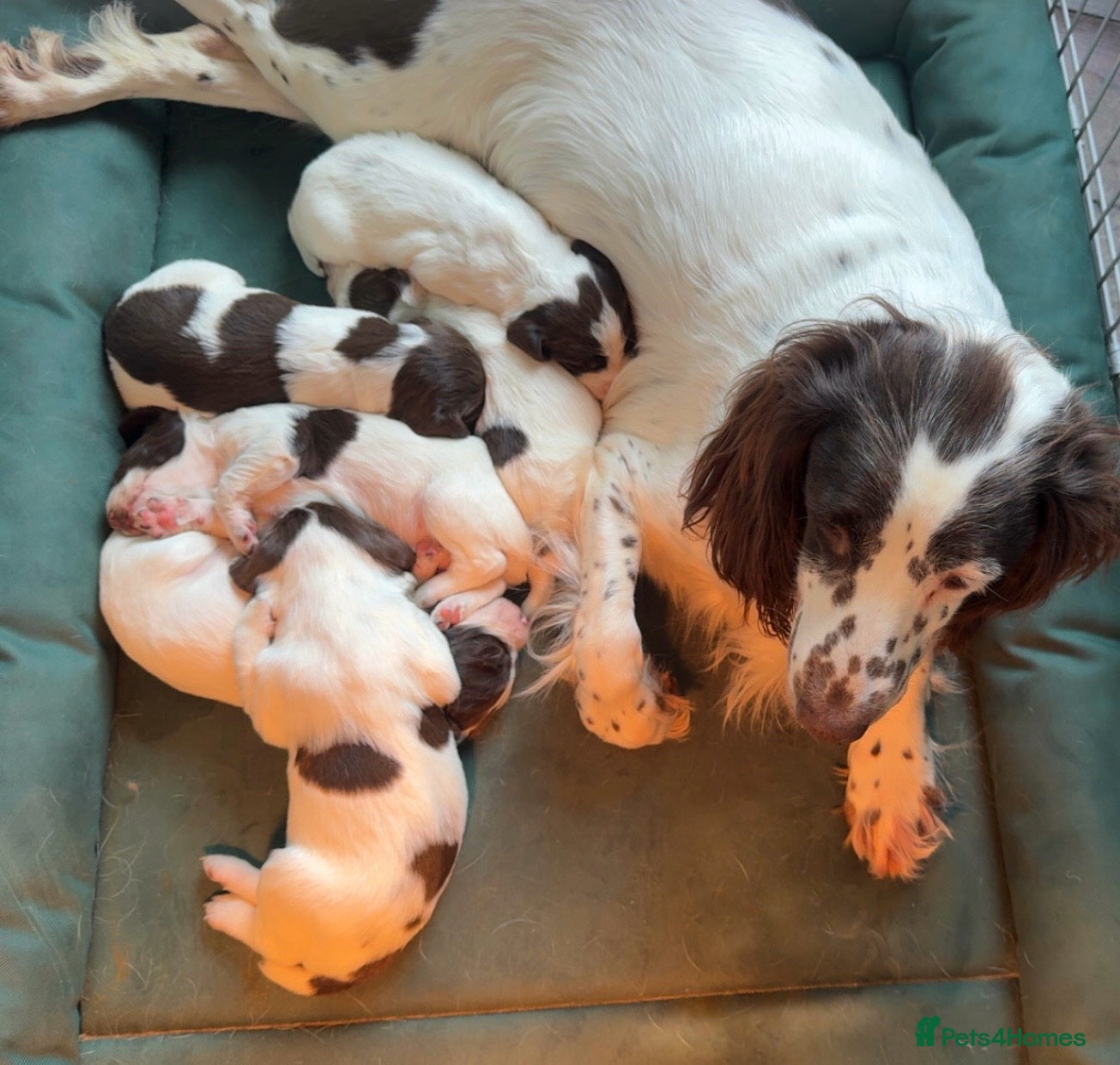 Sprocker dogs Docked Sprocker Spaniel Puppies - Advert 15