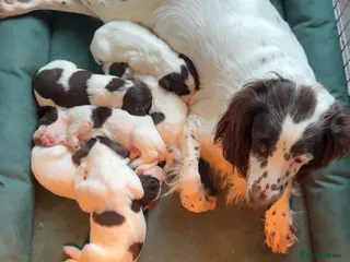 Sprocker dogs Docked Sprocker Spaniel Puppies - Advert 2