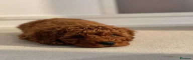 Cavapoo 1