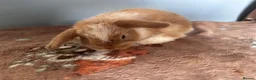 Mini Lop rabbits for sale: Mini Loops up for Reservation  - Advert 9