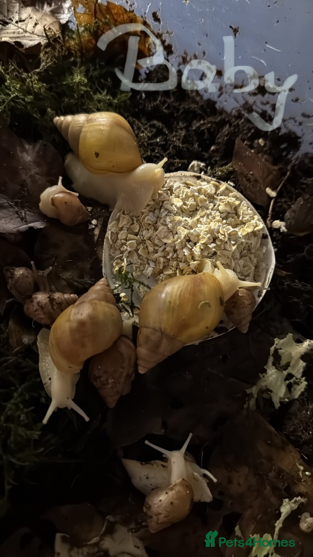 Snails invertebrates for sale: Lissachatina fulica babies - Advert 2