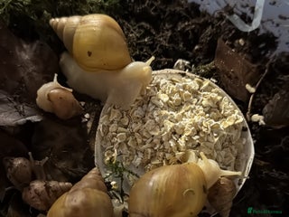 Snails invertebrates Lissachatina fulica babies - Advert 1