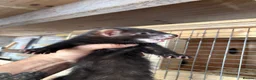 Ferret rodents for sale: Black ferrets  - Advert 4