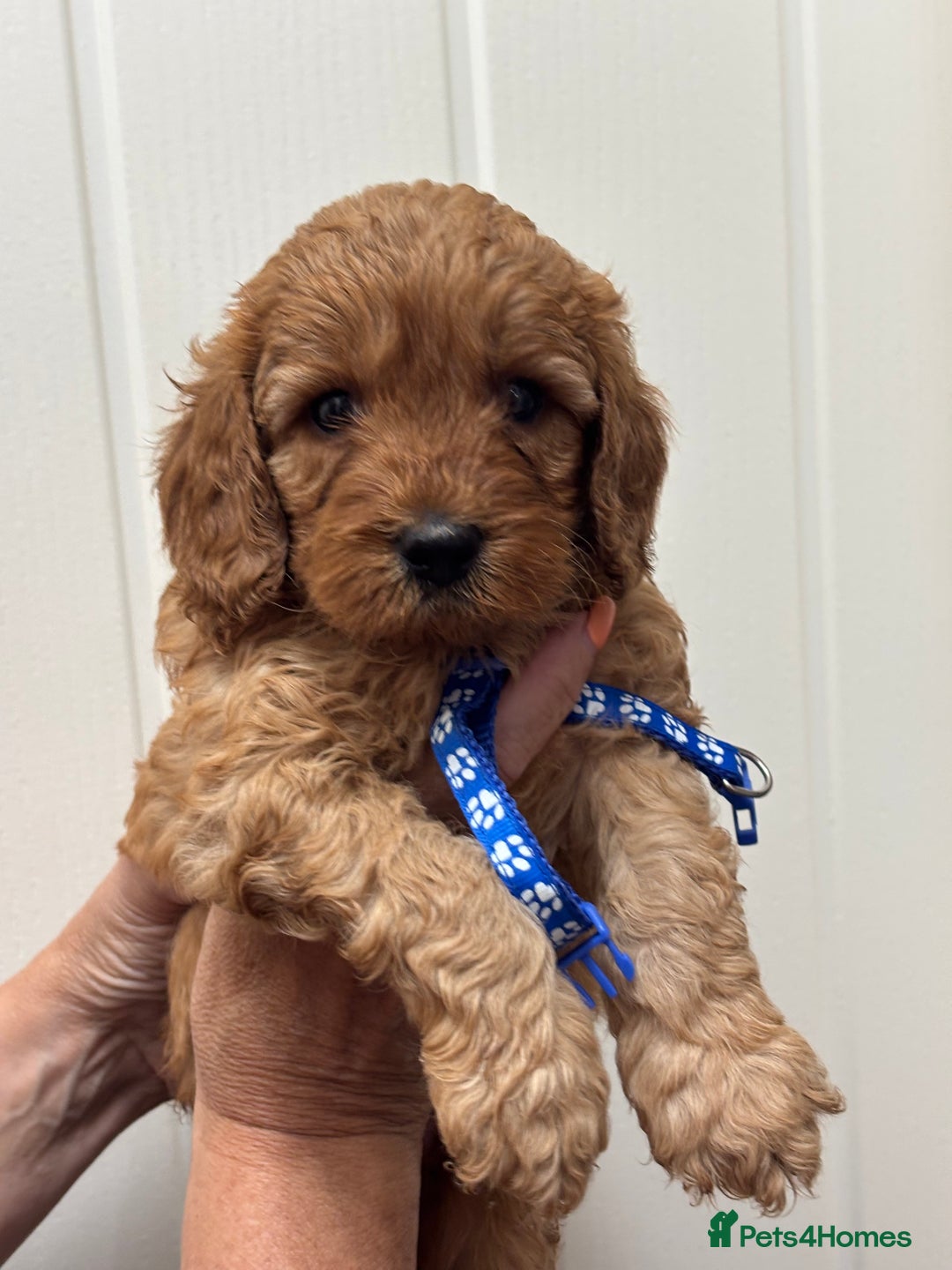 Cavapoo dogs for sale: ❤️ F1B CAVAPOOS 5* health checked ❤️ - Image 17