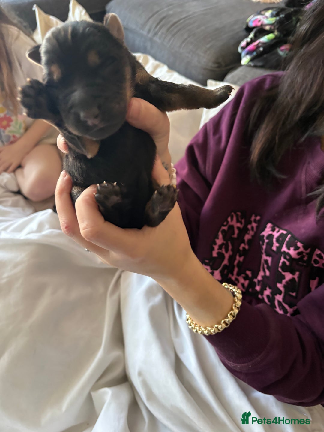 German Shepherd dogs for sale: 7 German shepherd puppies  - Advert 3