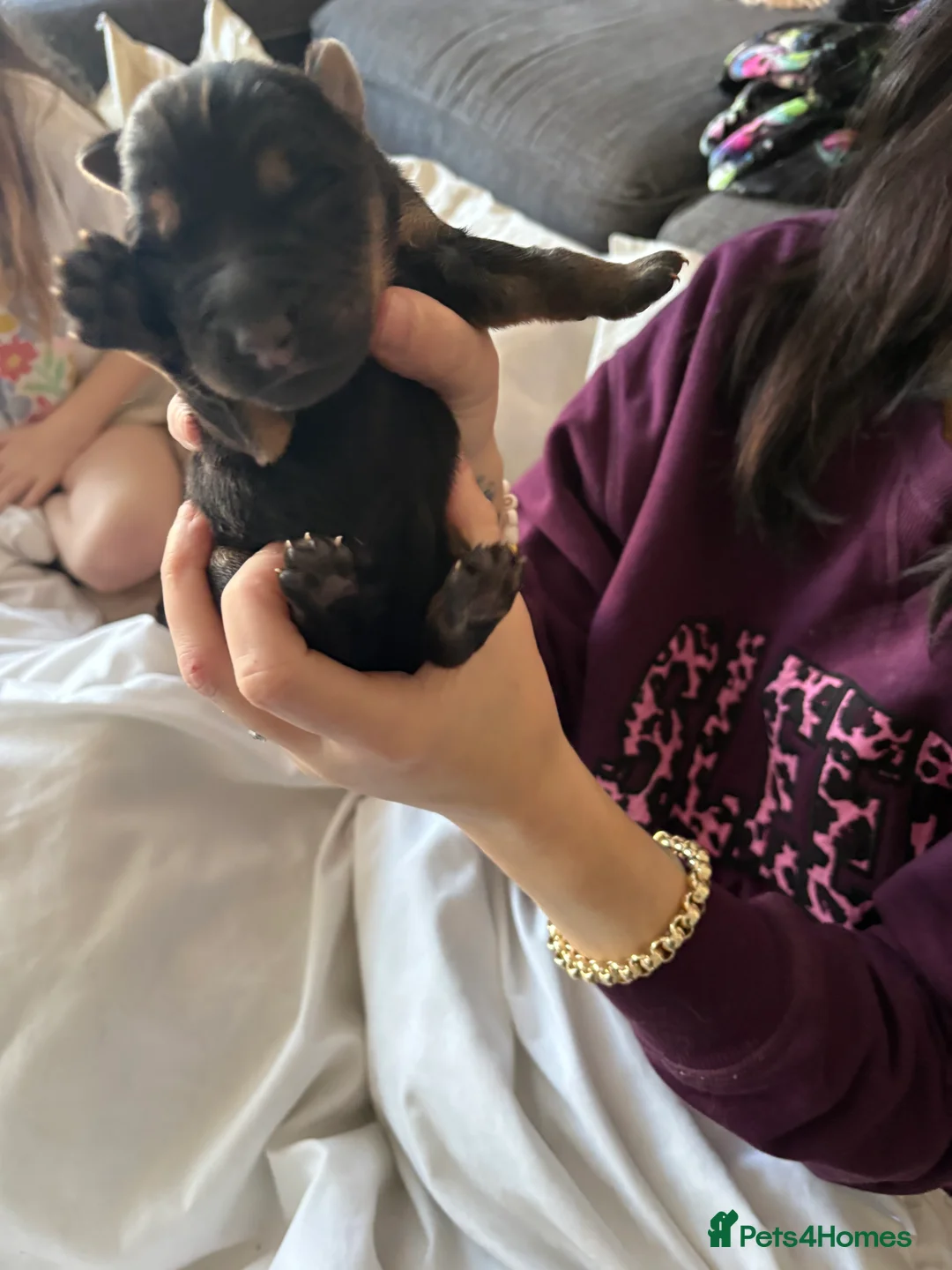 German Shepherd dogs for sale: 7 German shepherd puppies  - Advert 3