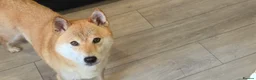Japanese Shiba Inu dogs for sale: 3 stunning Shiba Inu puppies  - Advert 1