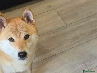 Japanese Shiba Inu dogs 3 stunning Shiba Inu puppies - Advert 1