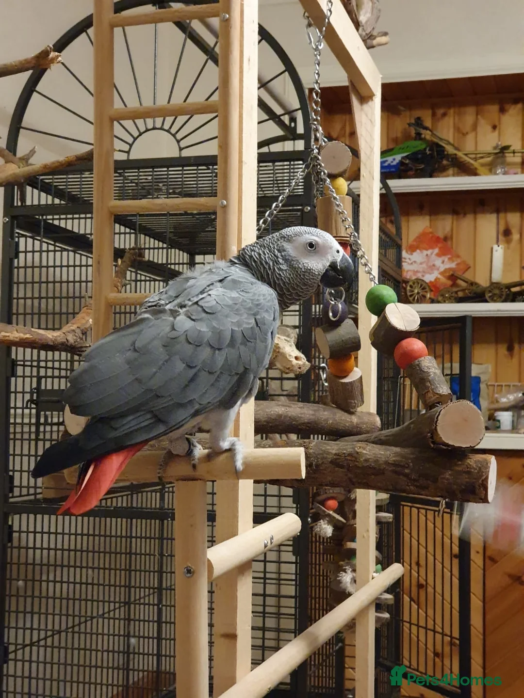 Parrots birds for sale: Beautiful African Grey Parrot in Aviemore - Advert 1