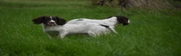 English Springer Spaniel dogs for sale: Working English springer spaniels  - Advert 11