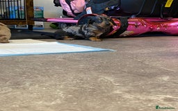 Miniature Dachshund dogs for sale: Miniature dachshund  - Image 4