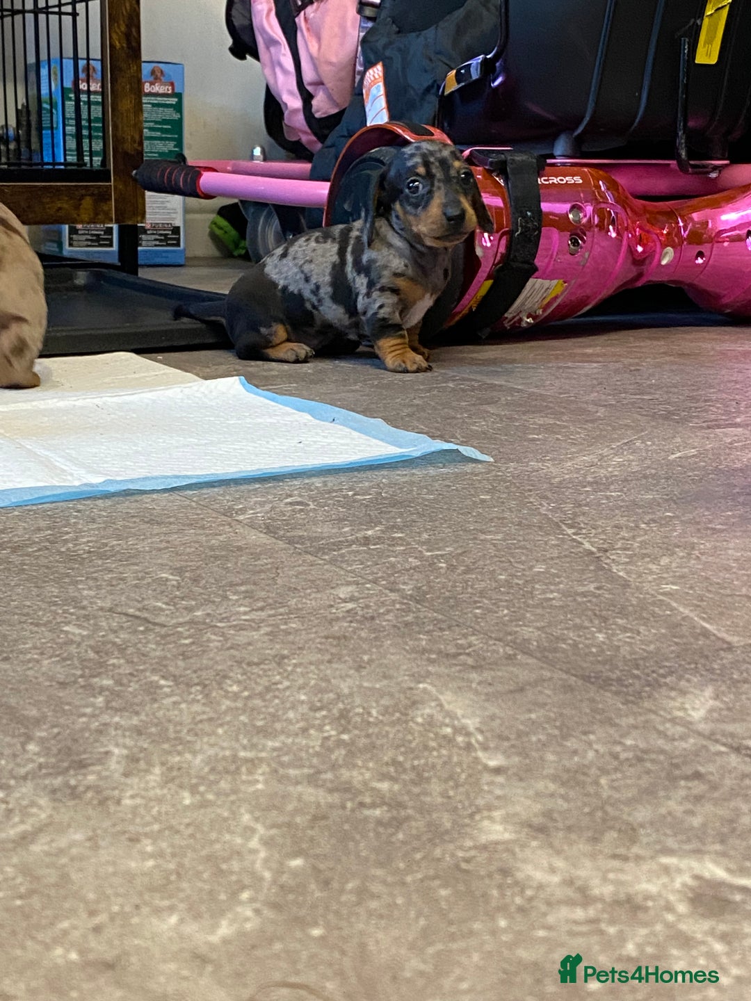 Miniature Dachshund dogs for sale: Miniature dachshund  - Image 4
