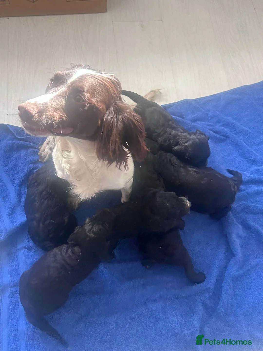Sproodle dogs for sale: 6 beautiful sproodle puppies  in Gerrards Cross - Advert 2