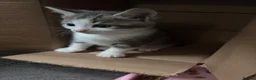 Mixed Breed cats for sale: Kittens for sale  in Luton - Advert 4