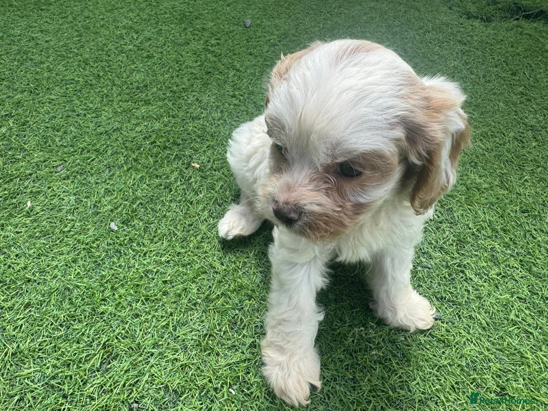 Cavapoo dogs for sale: F1 cavapoo puppies for sale - Image 9