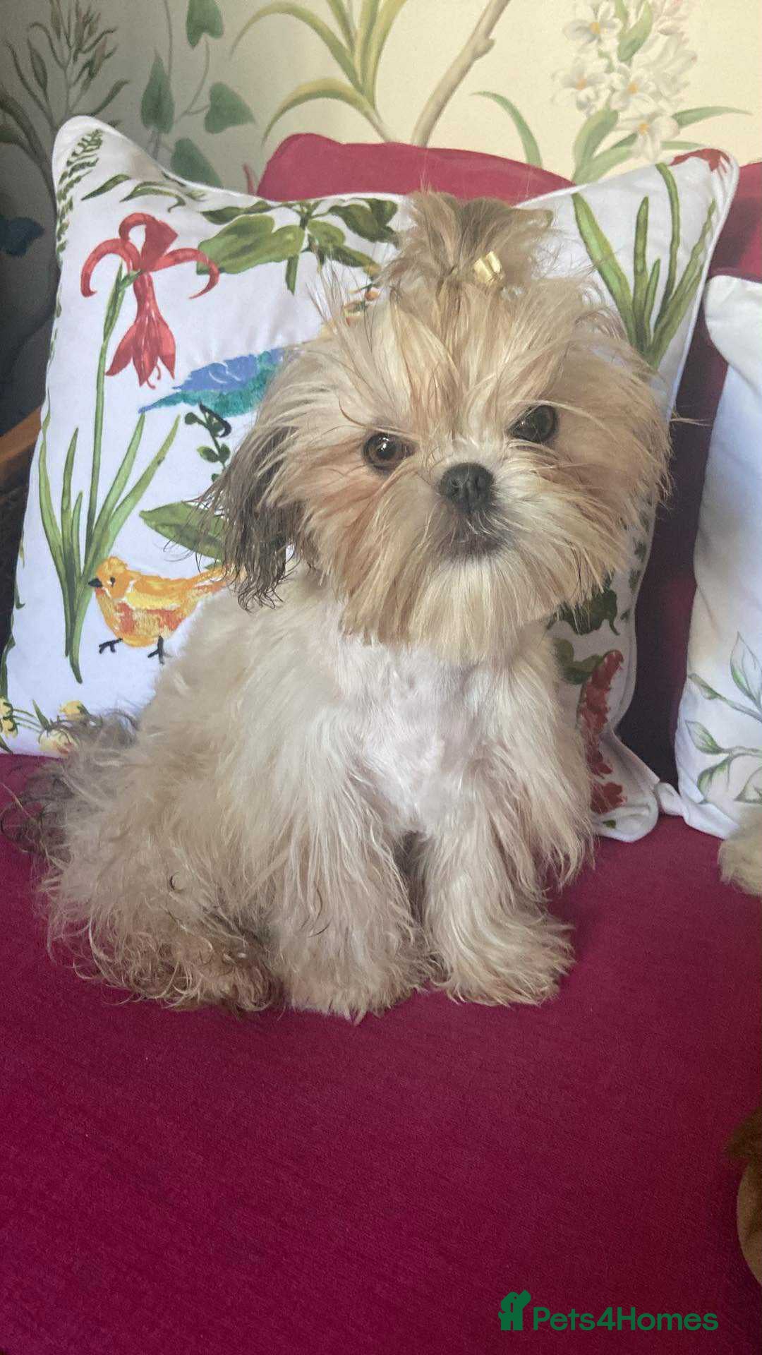 Shih Tzu dogs for sale: 2 lovely Shih Tzu boys for sale  - Image 6