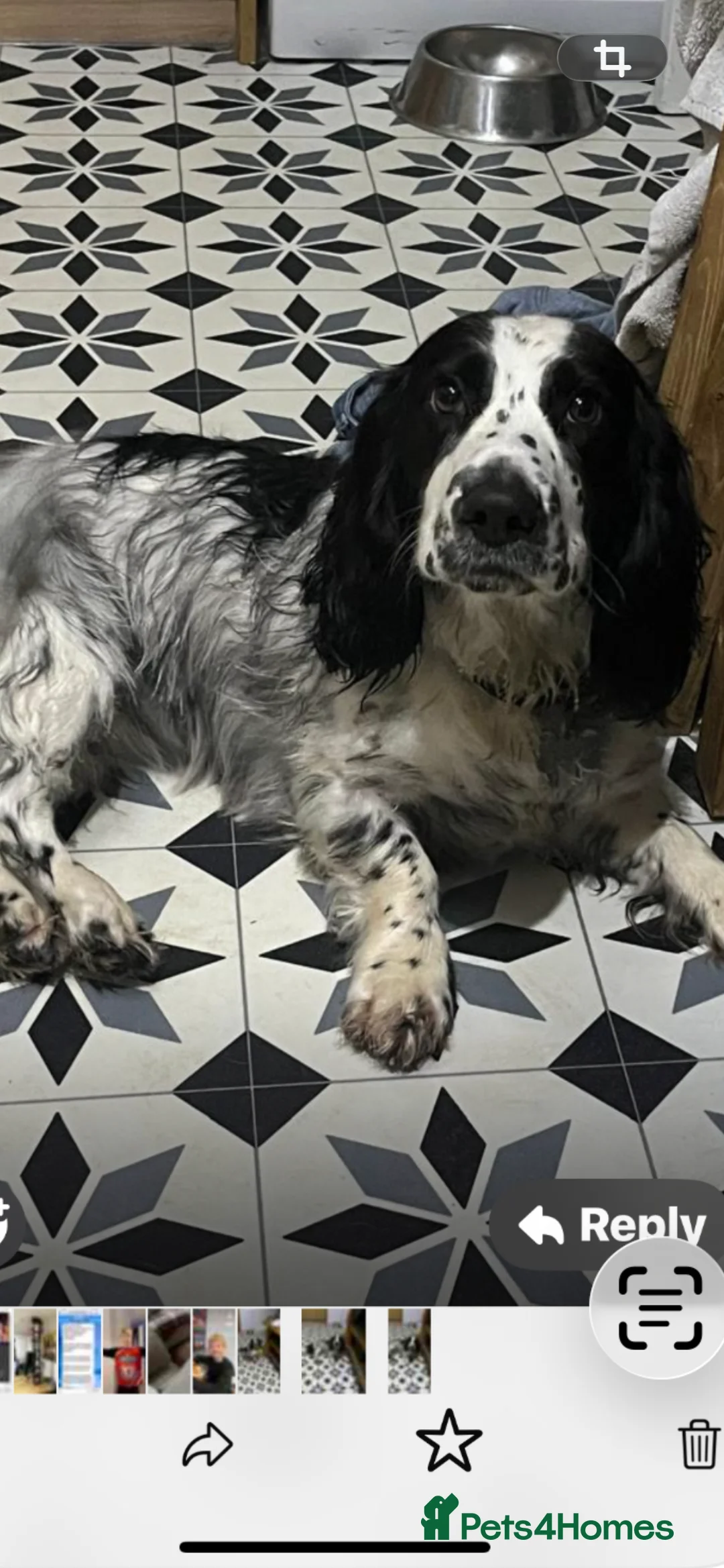 Mixed Breed dogs for sale: Bassett x Springer - Advert 4