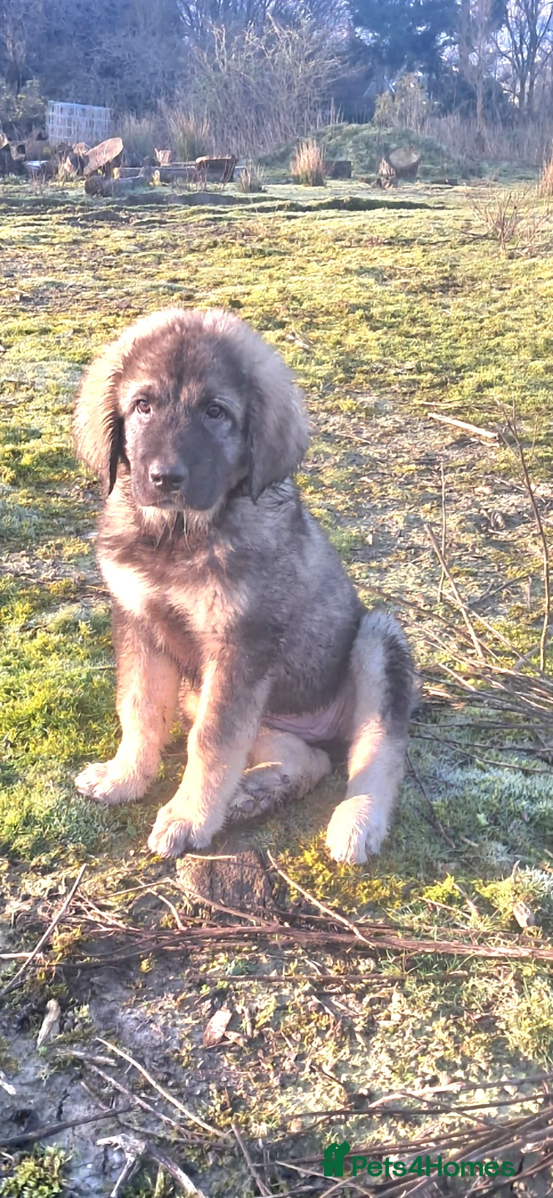 Caucasian Shepherd Dog dogs for sale: Beautiful Russian shepherd puppies - Advert 2