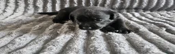 Labrador Retriever dogs for sale: Labrador Puppies - Advert 13