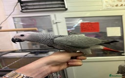 Parrots birds for sale: Silly tame greys - Image 6