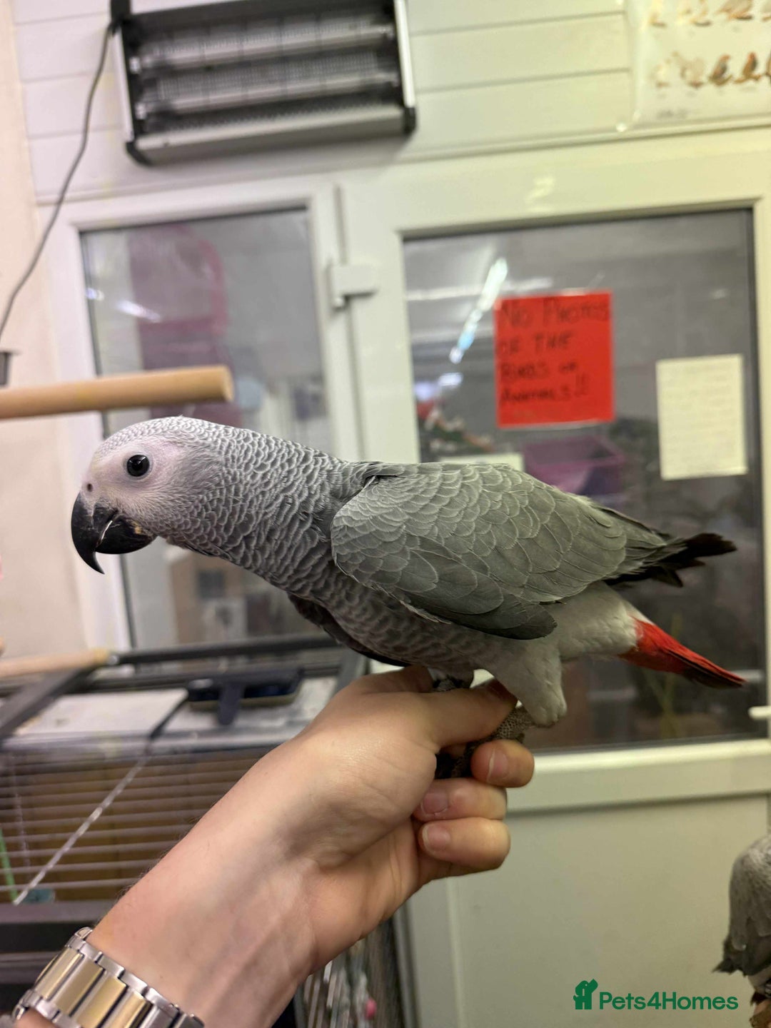 Parrots birds for sale: Silly tame greys - Image 6