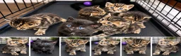 Bengal cats for sale:  Beautiful Cross Bengal Kittens 🐾 - Advert 1