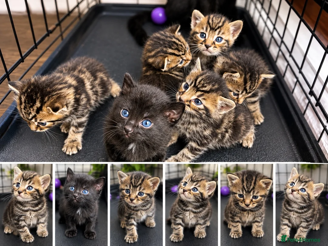 Bengal cats for sale:  Beautiful Cross Bengal Kittens 🐾 - Advert 1