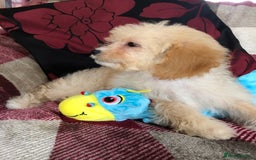 Shihpoo dogs for sale: shihpoo puppies for sale  - Image 19