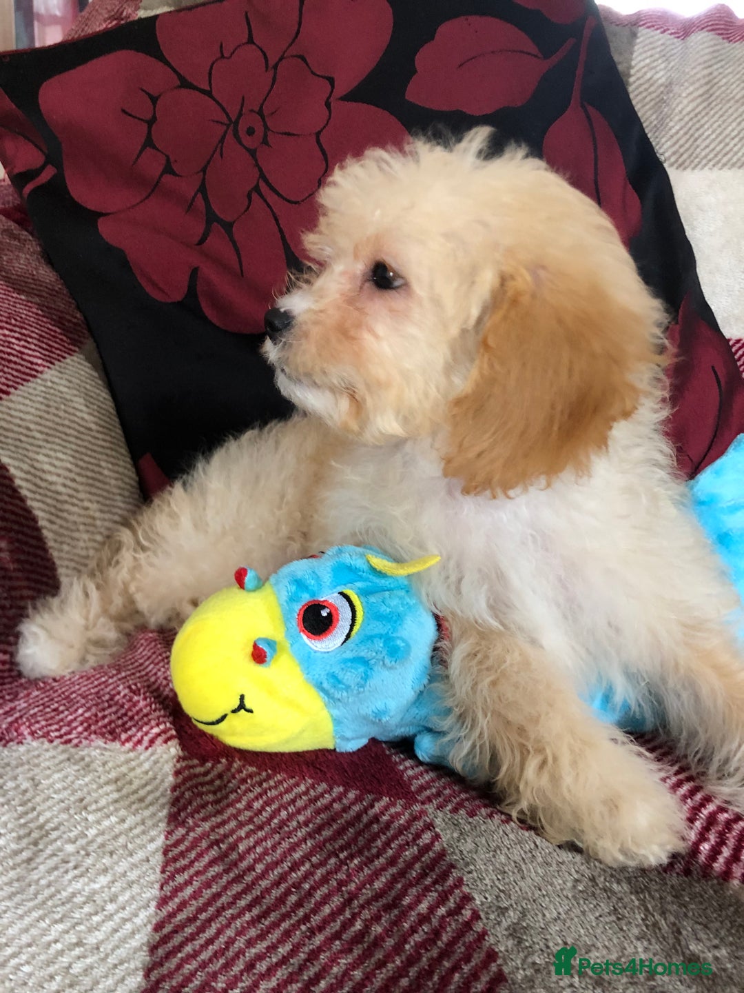 Shihpoo dogs for sale: shihpoo puppies for sale  - Image 19