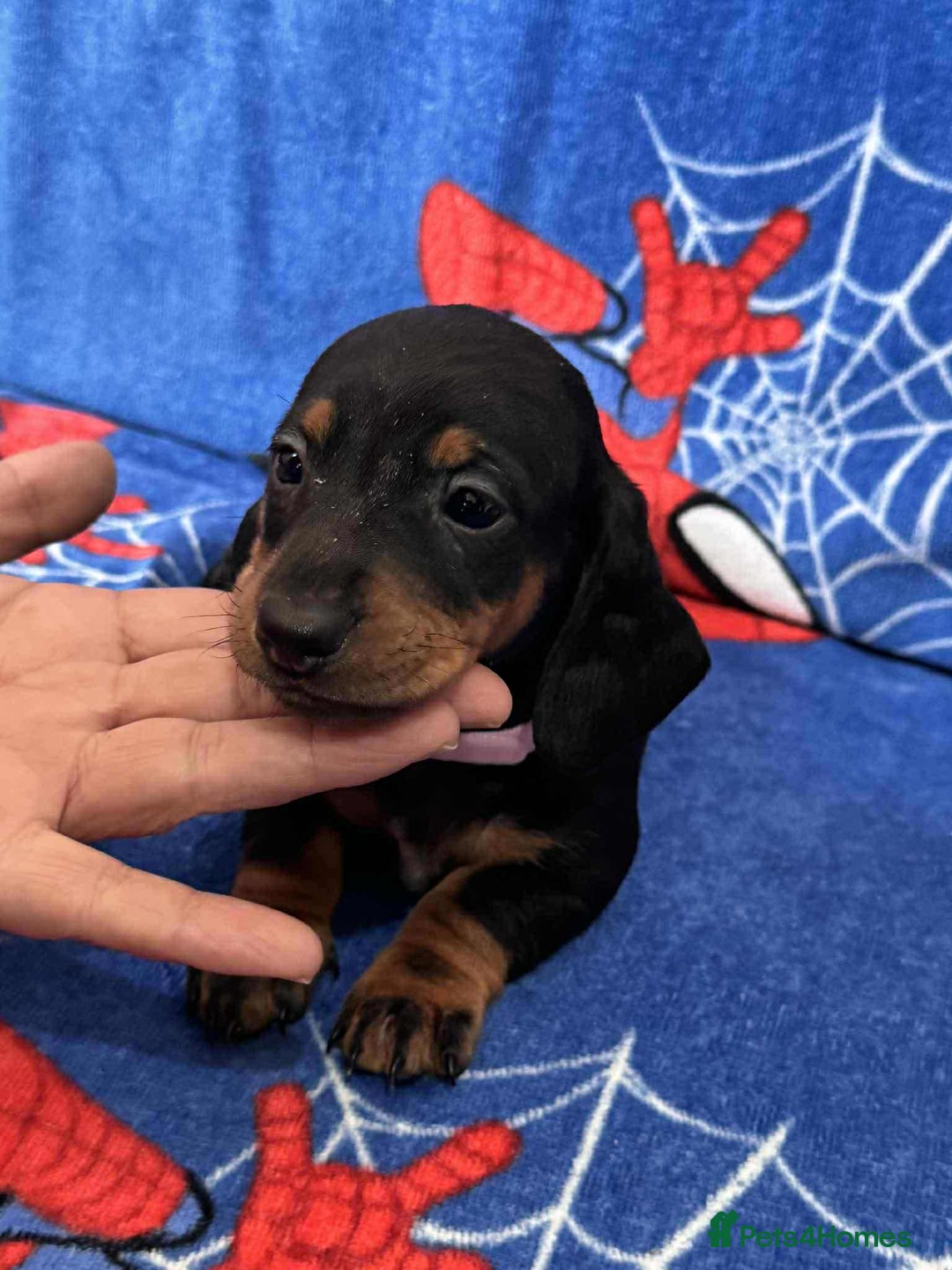 Miniature Dachshund dogs for sale: Puppies 🐶  - Advert 17