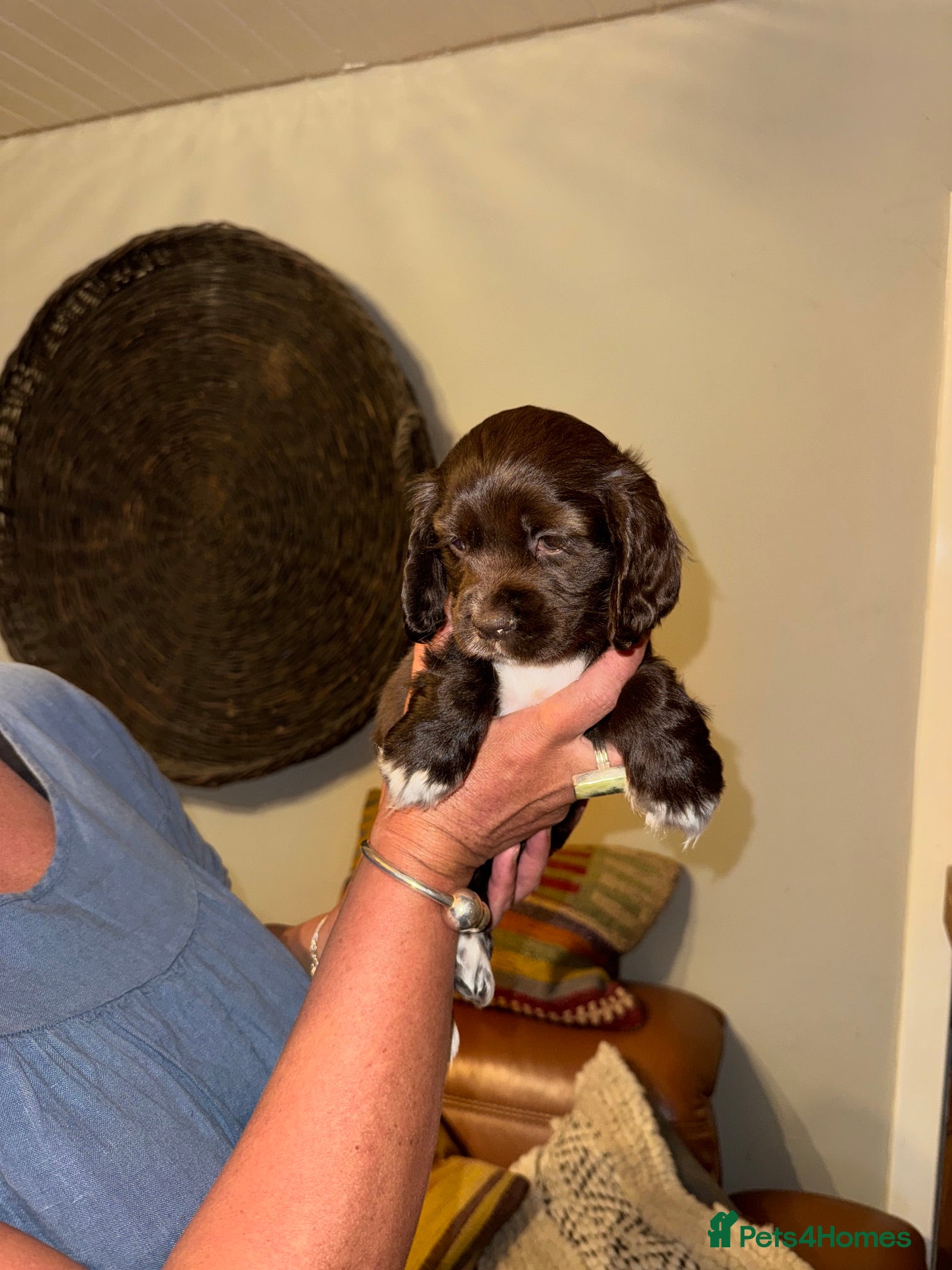 Mixed Breed dogs for sale: Stunning Colonial Cocker Spaniel Girls - Advert 9