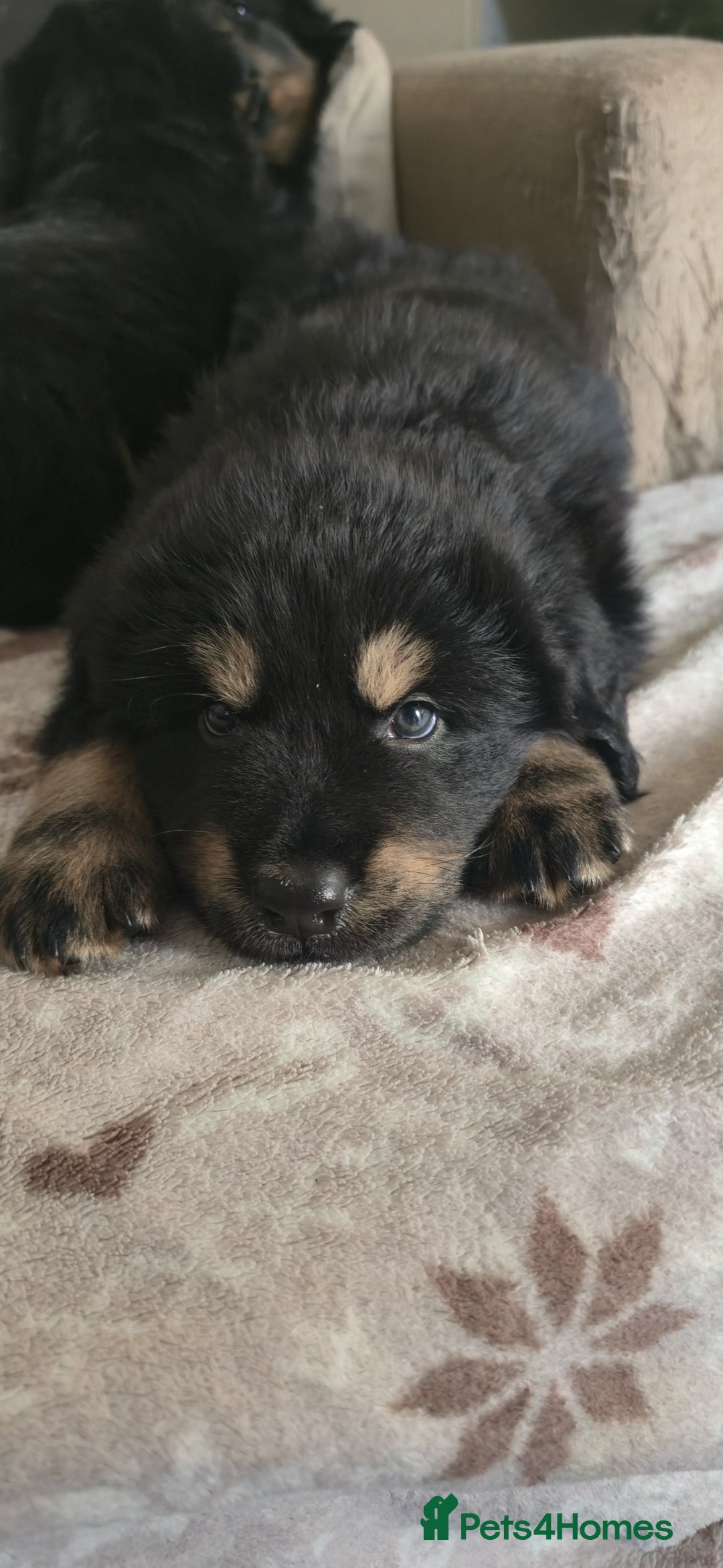 Tibetan Mastiff dogs for sale: Tibetan mastiff puppies  - Advert 1