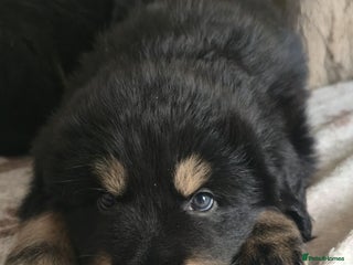 Tibetan Mastiff dogs Tibetan mastiff puppies - Advert 1